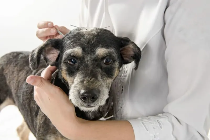 A veterinarian performing acupuncture on a small, senior mixed-breed dog, carefully inserting thin needles into the top of the dog's head while holding it securely.