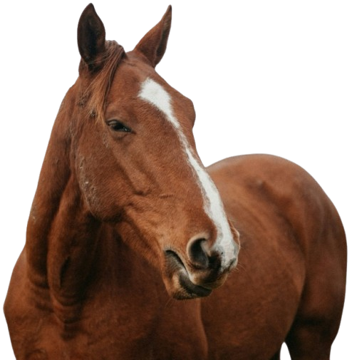 Red horse with white stripe across head