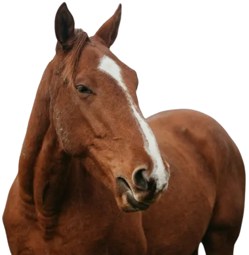 Red horse with white stripe across head