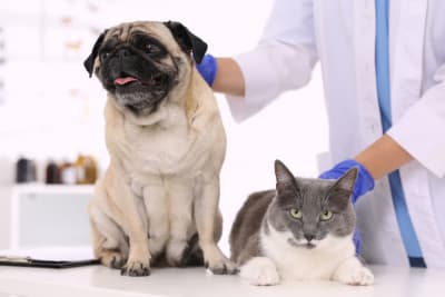 Routine Vet Exams: Why Are Regular Veterinary Checkups Important?
