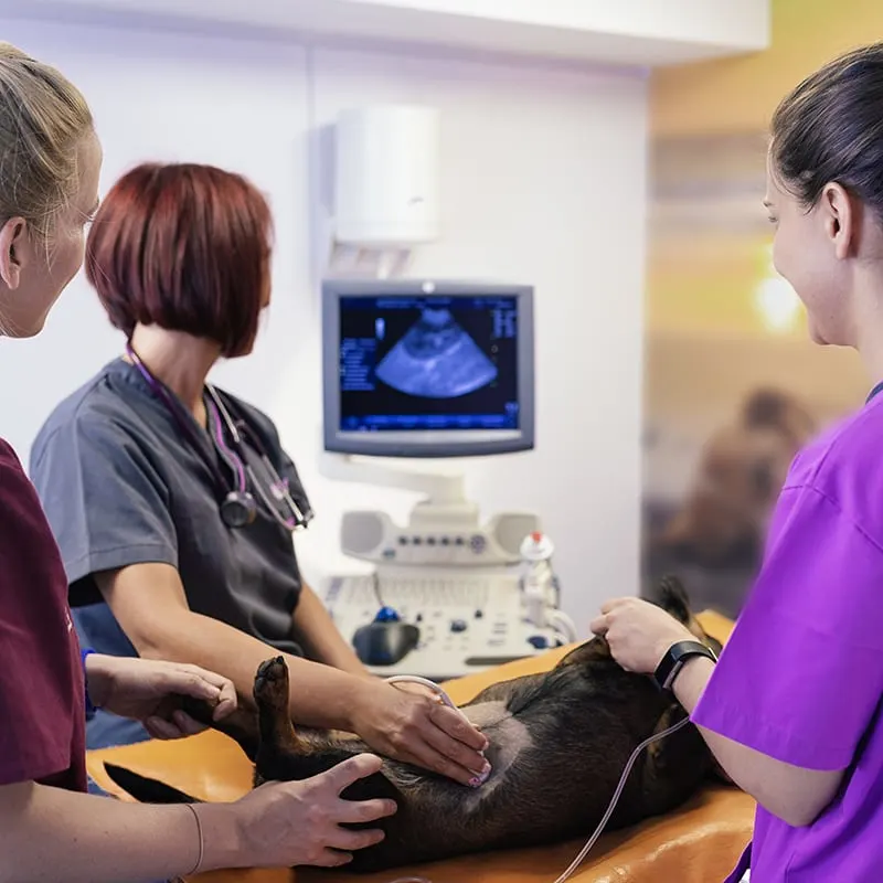 A veterinary team performing an ultrasound on a dark-coated dog lying on its back; one technician holds the probe to the dog's abdomen while others assist, all looking at a monitor displaying the sonogram.