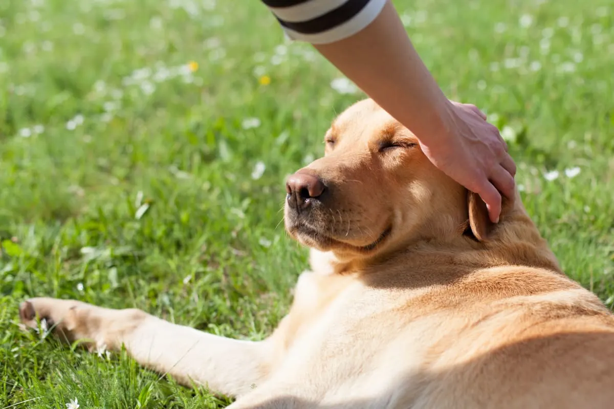 Can Acupuncture Help My Pet Feel Better?