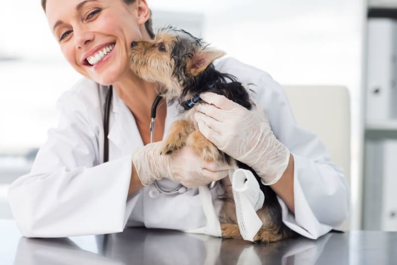 Why are Annual Vet Checkups Essential For Dogs & Cats? Why are Annual Vet Checkups Essential For Dogs & Cats?