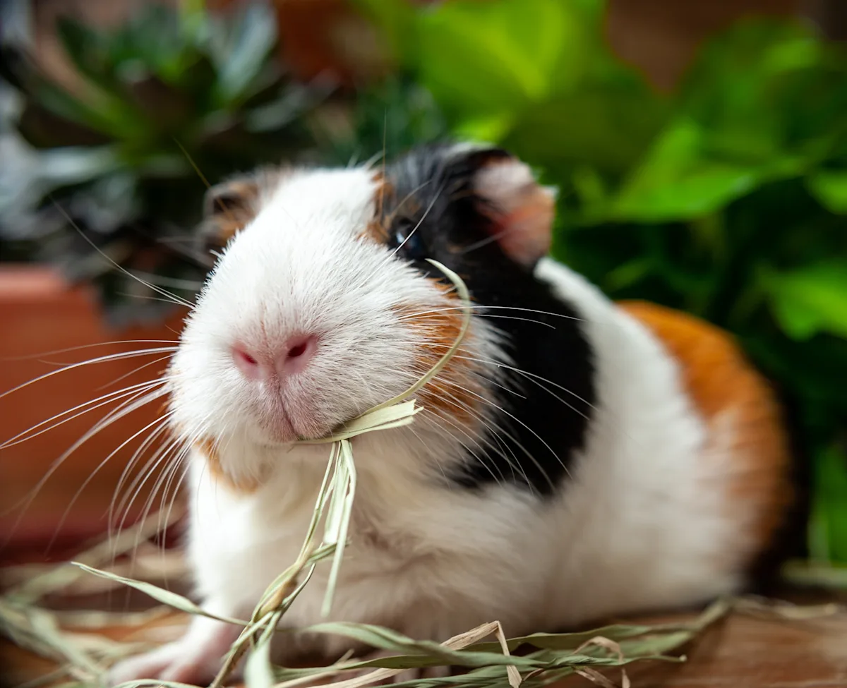 Tricolor guinea pig eating hay in a natural habitat setting with green foliage in the background. Tricolor guinea pig eating hay in a natural habitat setting with green foliage in the background.
