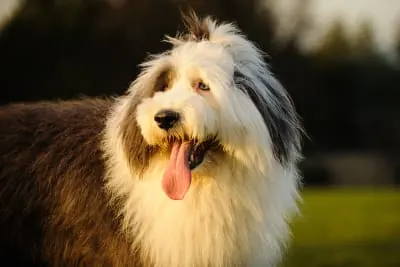 Dog Allergic Dermatitis