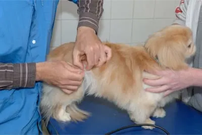 Can Acupuncture Help My Pet Feel Better?