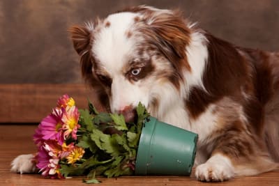 Which Plants Are Poisonous To Dogs? Which Plants Are Poisonous To Dogs?