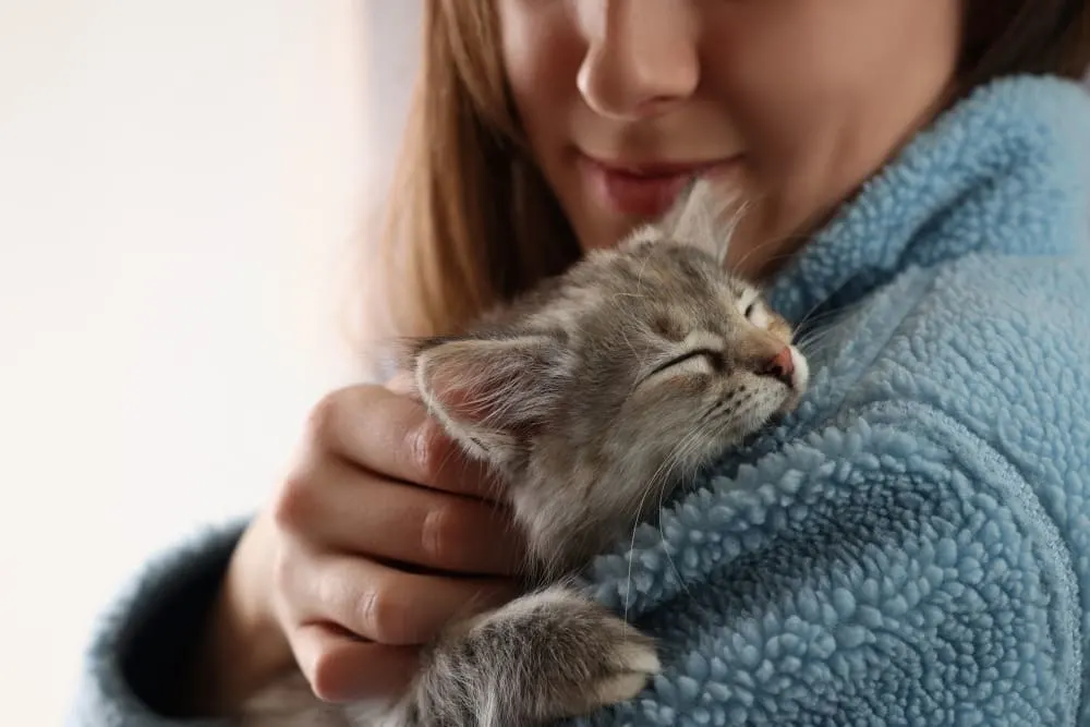 How to Take Care of a Kitten: The Complete Guide How to Take Care of a Kitten: The Complete Guide