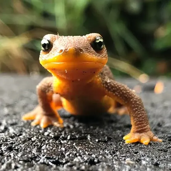 A Rough-skinned Newt with a bright orange belly and dark, textured skin, standing alert on a pavement surface.
