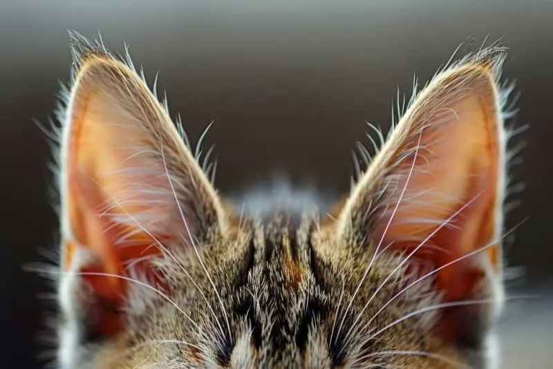 Ear Mites in Cats: Causes, Treatment & Prevention Ear Mites in Cats: Causes, Treatment & Prevention
