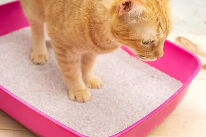 The Guide to Urinary Tract Infections in Cats