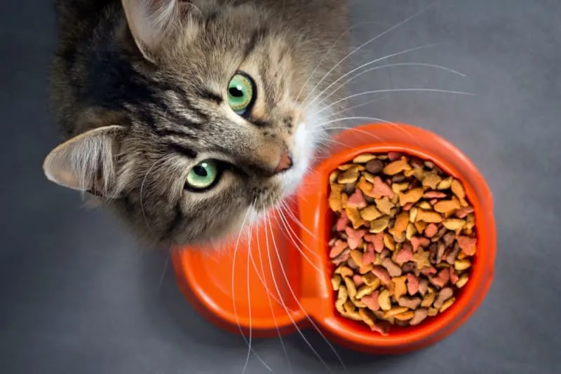 Pet Eating Problems: Why Won't My Cat Eat?