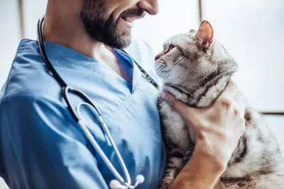 A smiling veterinarian in blue scrubs holding a grey tabby cat close to his chest, with the two making eye contact. A smiling veterinarian in blue scrubs holding a grey tabby cat close to his chest, with the two making eye contact.