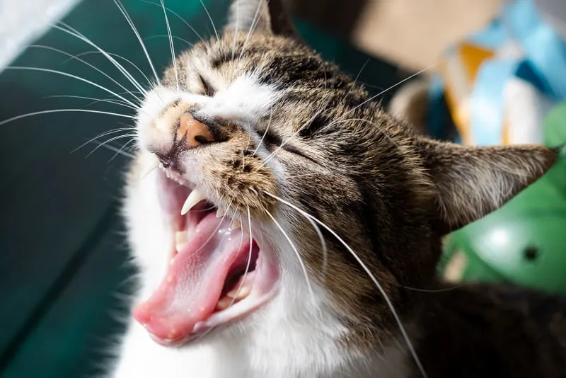 Dental Disease in Cats
