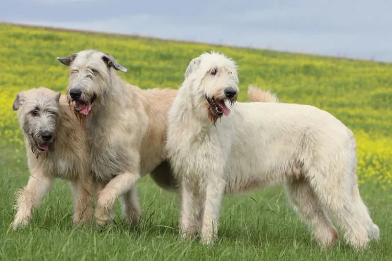 Large Dog Care & Saving Money with Wellness Plans