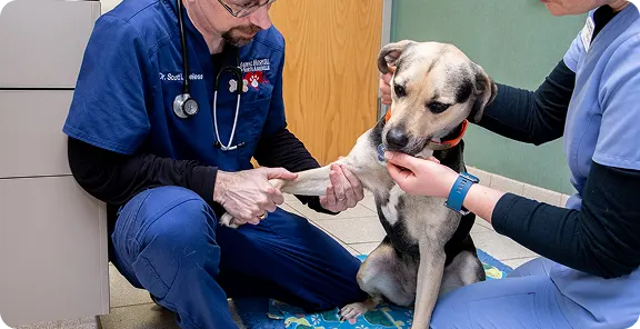 Veterinarians examining a dog's leg during a physical exam
