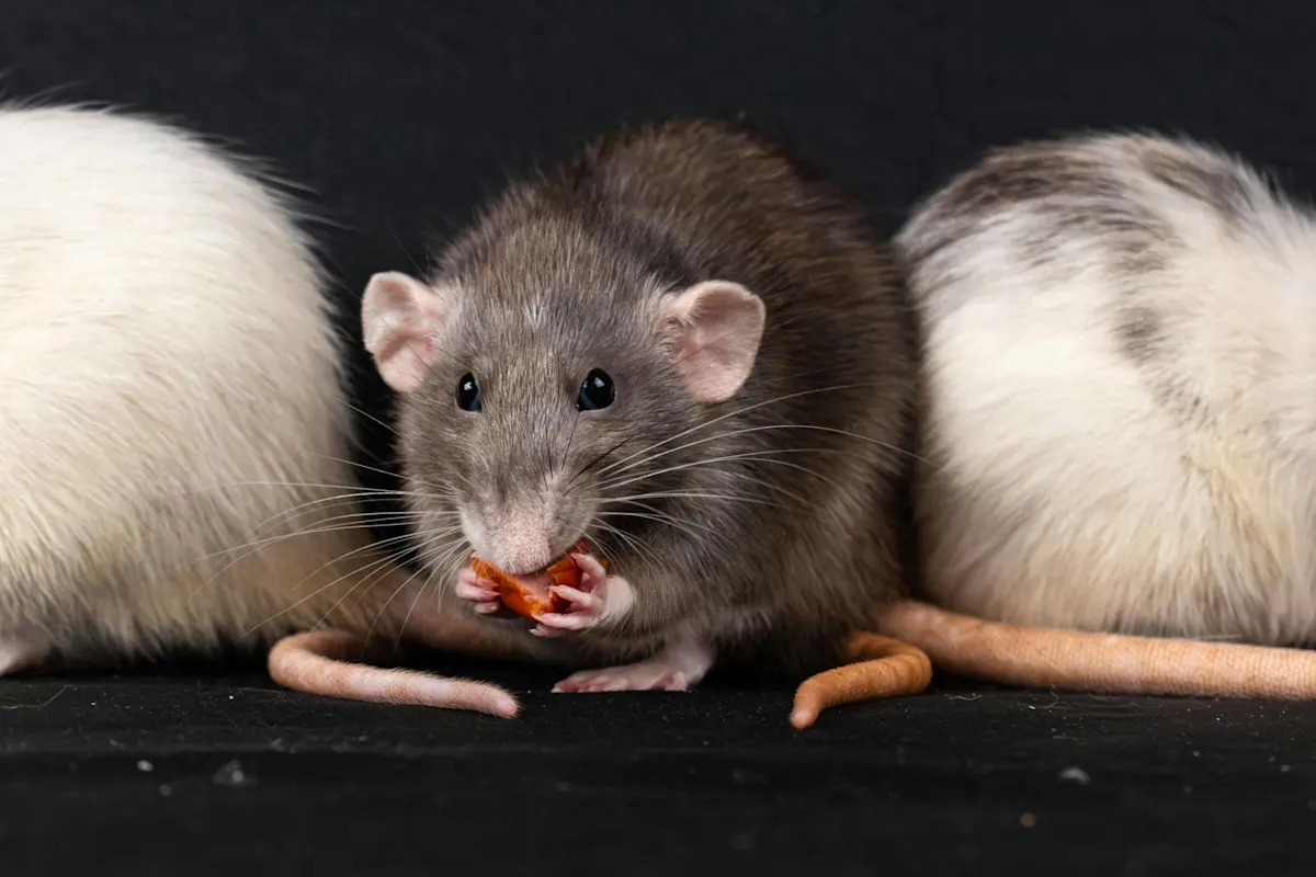 A group of fancy rats, with the central rat being a Dumbo variety (characterized by lower-set, rounded ears) happily munching on a small snack.