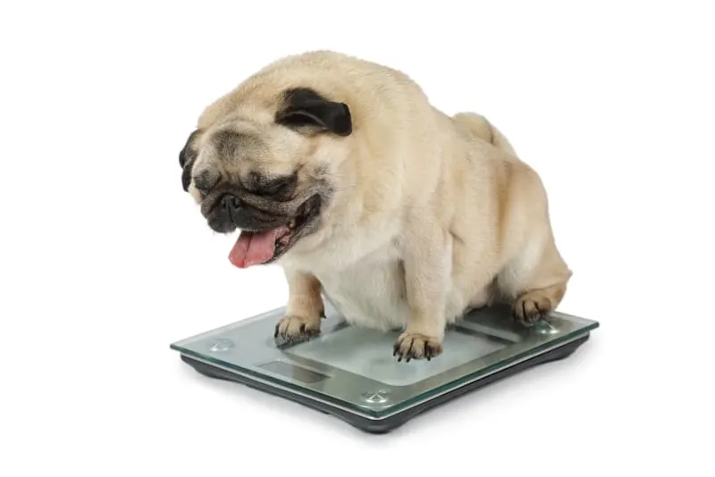 Help! How Can I Tell If My Dog Is Overweight? Help! How Can I Tell If My Dog Is Overweight?