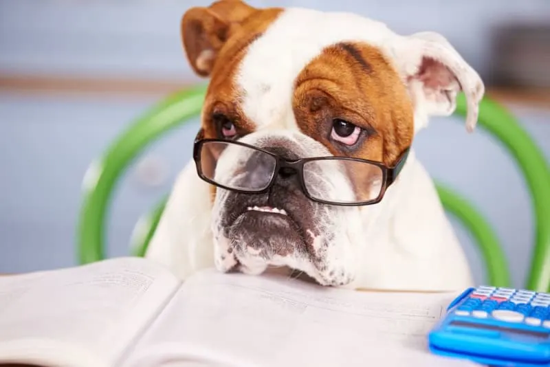 6 Benefits of Pet Wellness Plans