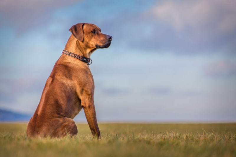 Blood in Dog's Stool: Is It an Emergency?