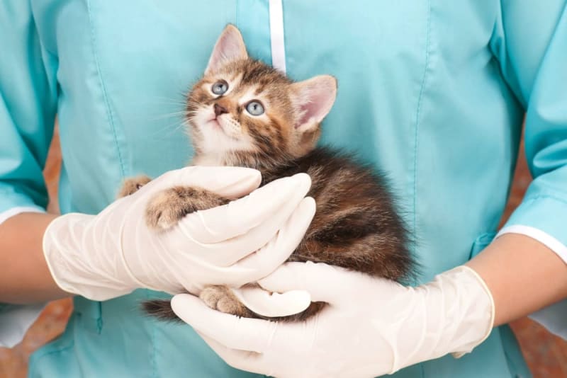 Cat Rabies Vaccine Cat Rabies Vaccine