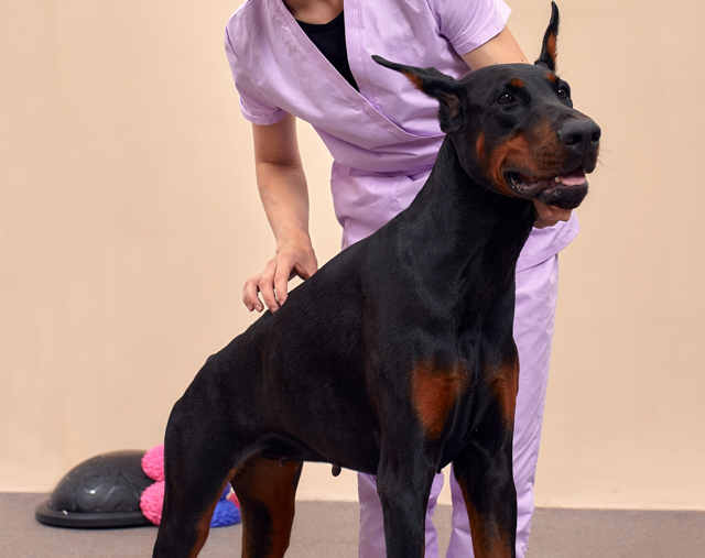 Petvet - Chiropractic service dog image