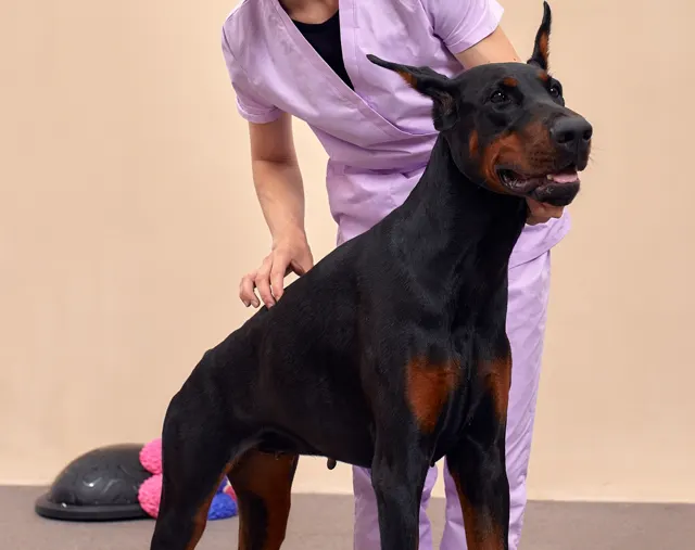 Petvet - Chiropractic service dog image