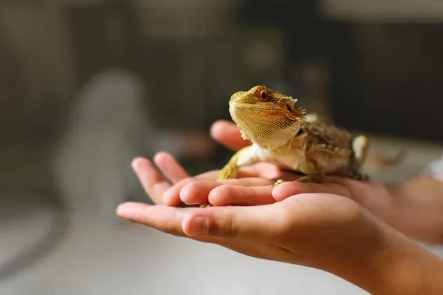 Bearded dragon being held in a supportive palm restraint for a clinical wellness evaluation.