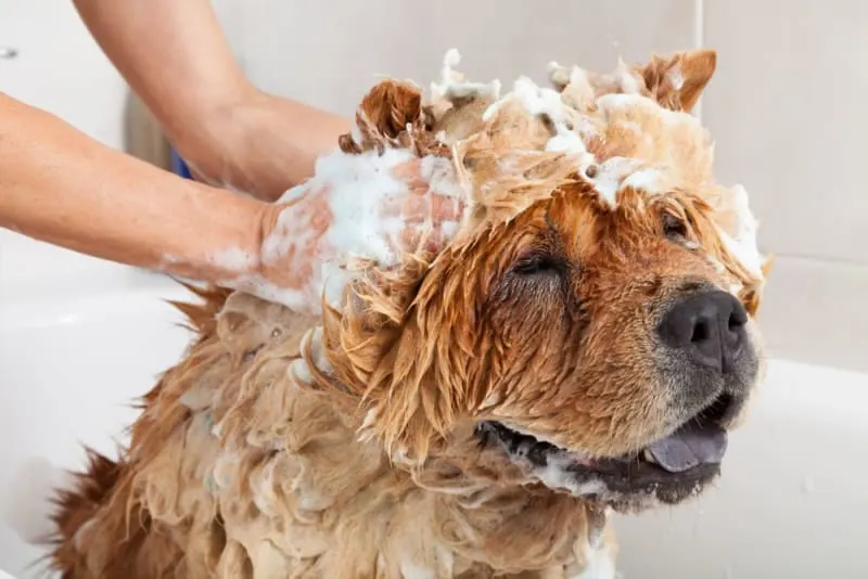 Grooming an Aggressive Dog