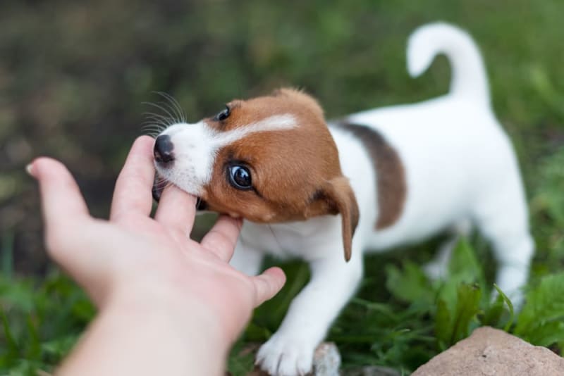 How To Help Your Puppy During Teething How To Help Your Puppy During Teething