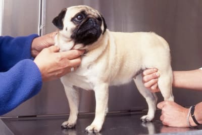 Hip Replacement for Dogs