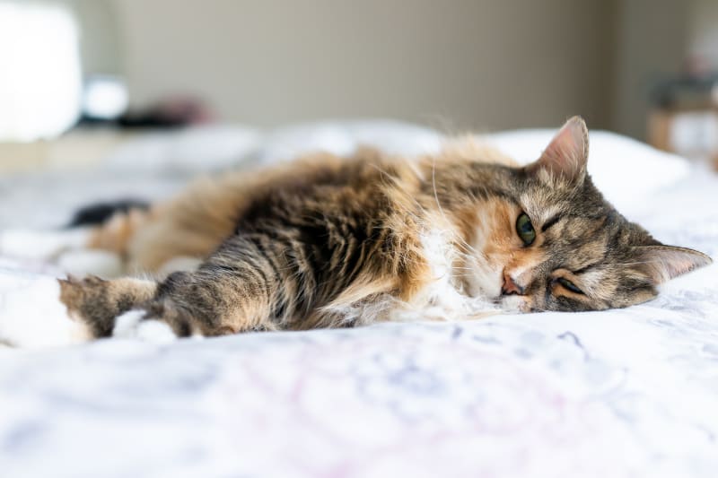 Anemia In Cats - Treatment & Recovery
