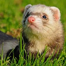 Ferrets