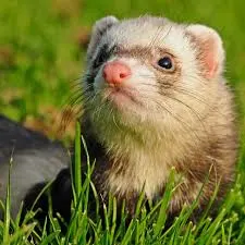 
A curious sable ferret with a classic dark "mask" around its eyes, peering up from a patch of lush green grass.

