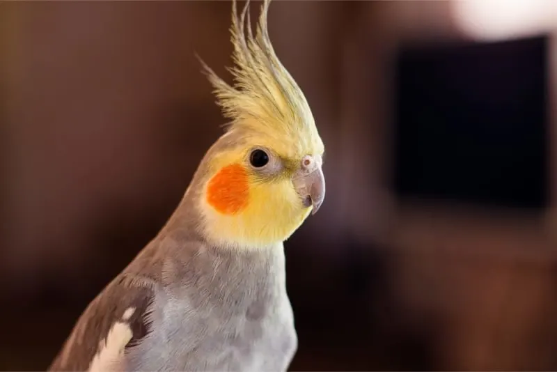 Best Type of Bird For a Pet