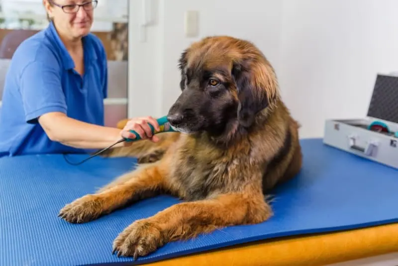 Large breed Leonberger dog receiving therapeutic cold laser treatment for pain management at a veterinary clinic. Large breed Leonberger dog receiving therapeutic cold laser treatment for pain management at a veterinary clinic.