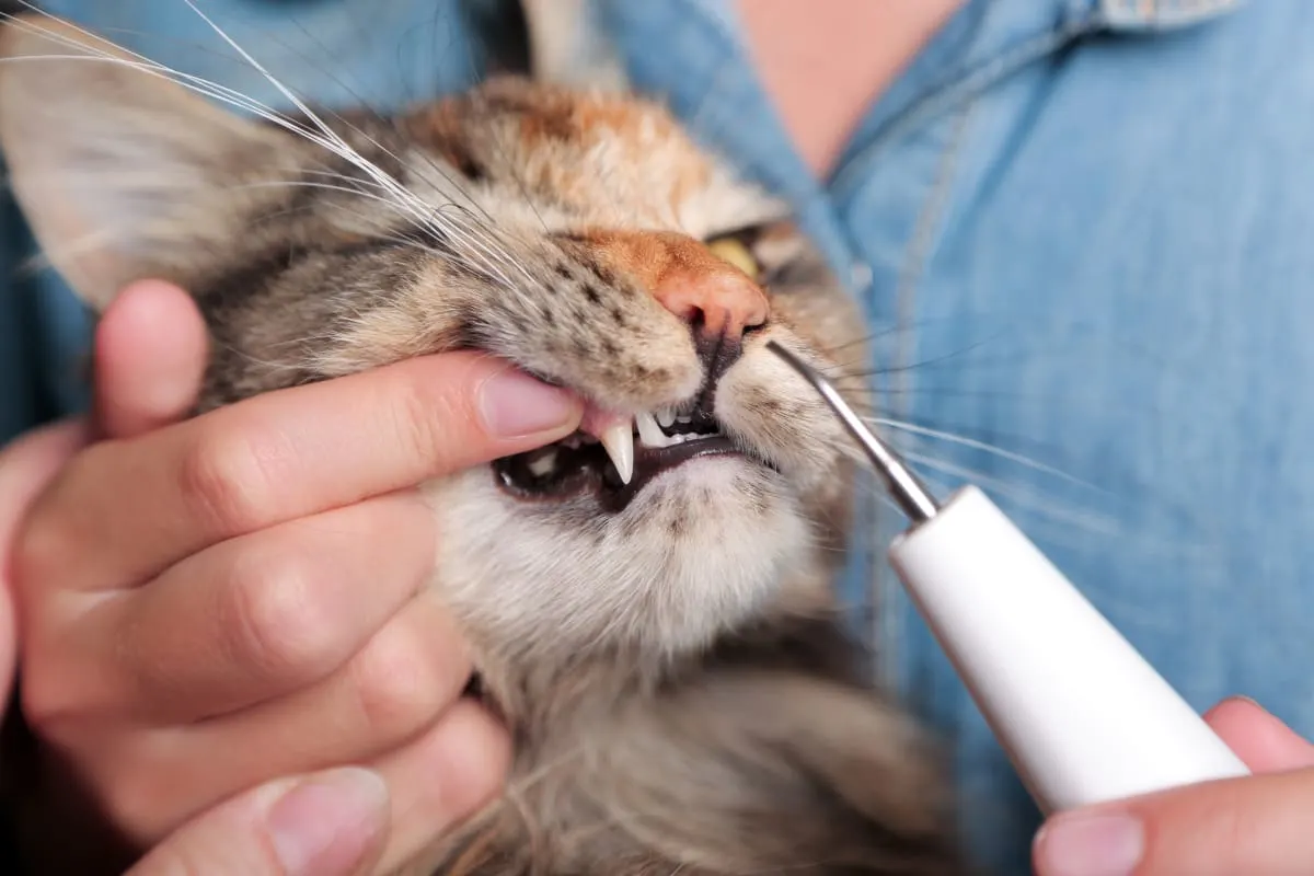 Spotting & Treating Gingivitis in Cats Spotting & Treating Gingivitis in Cats