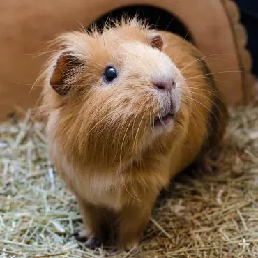 A fluffy Abyssian-mix guinea pig standing curiously on a bed of hay near its wooden hideout.