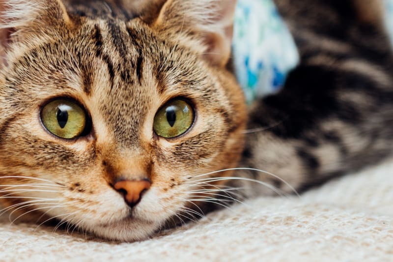 Cat Hernia Surgery: What You Need To Know