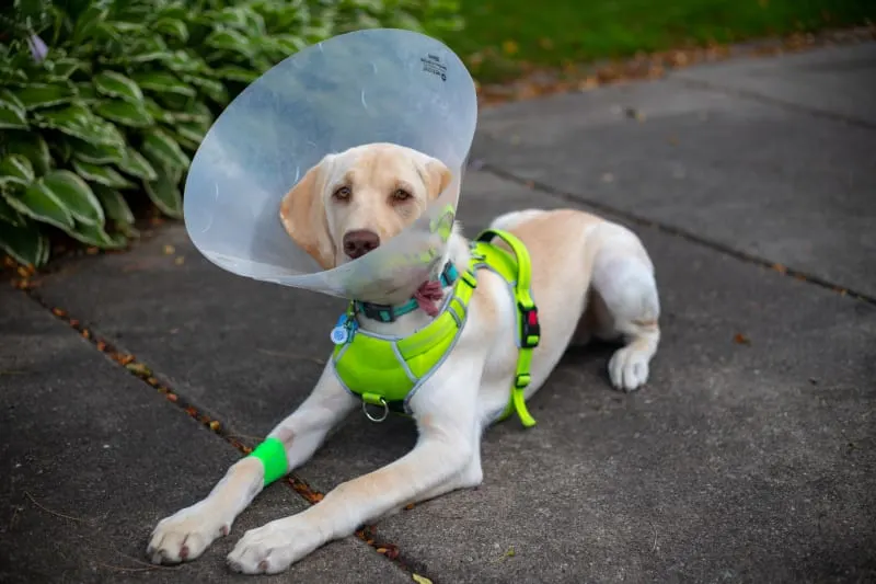 Spay & Neutering Your Dog Spay & Neutering Your Dog