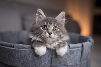 When To Get Your Kitten Fixed