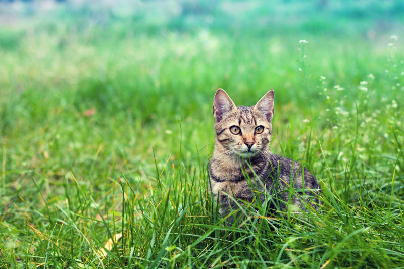 Should Your Cat Be Microchipped? Should Your Cat Be Microchipped?