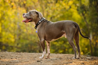 Your Guide to Cold Laser Therapy For Dogs