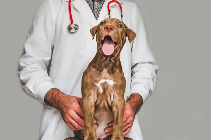 Routine Vet Exams - Why Are Regular Veterinary Checkups Important?