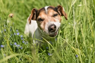 Dogs Eating Grass: Why Do They Do It & Is It Safe?