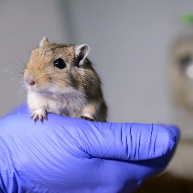 A Mongolian Gerbil being held by a person wearing a blue nitrile glove, likely during a veterinary wellness exam
