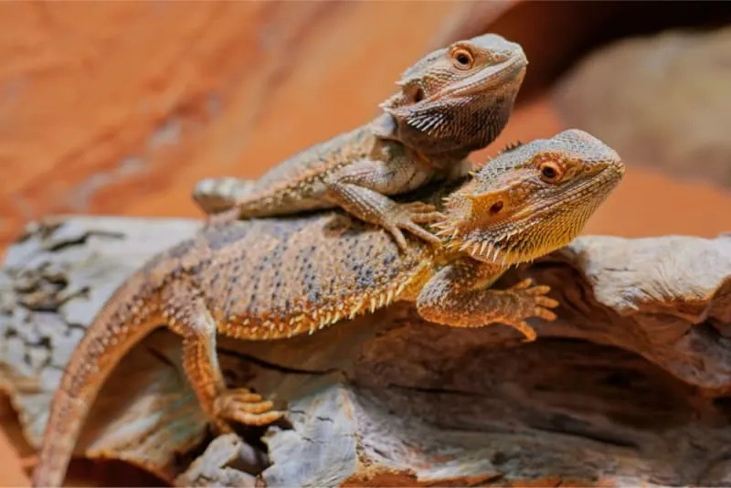 Bearded Dragon Diet