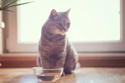 Why won't my cat drink water?