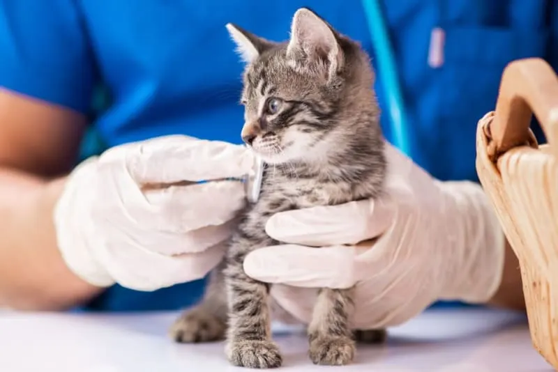 Kitten's First Vet Visit: What to Expect