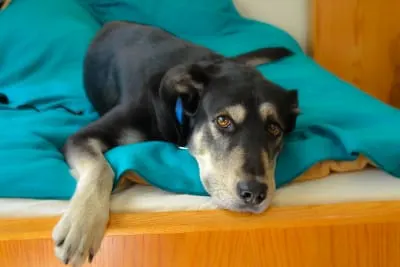 How to Relieve Constipation in Dogs